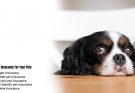 5 Types Of Insurance For Your Pets