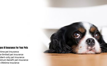 5 Types Of Insurance For Your Pets