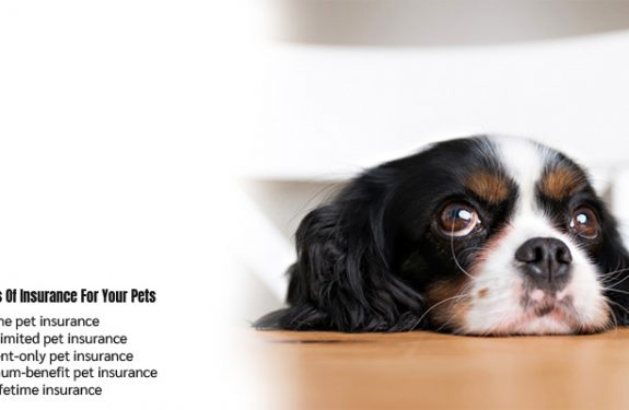 5 Types Of Insurance For Your Pets