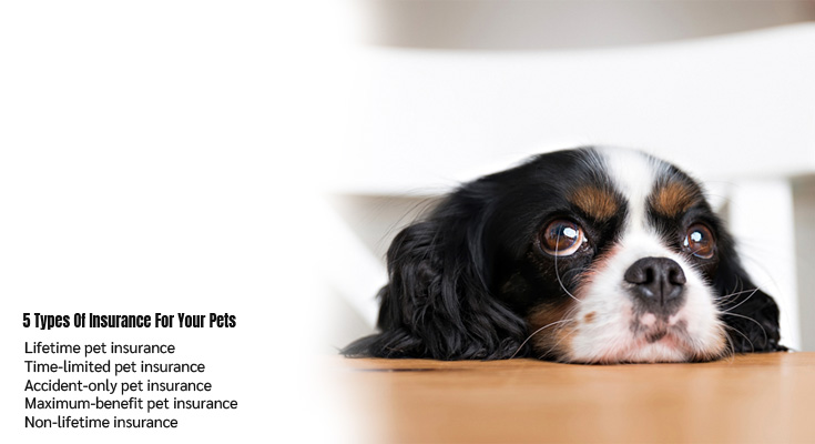 5 Types Of Insurance For Your Pets