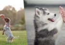 The 3 Crucial and Practical Tips That Can Help You Train Your New Puppy