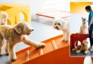 4 Things to Look for in a Dog Day Care Center
