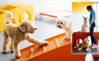 4 Things to Look for in a Dog Day Care Center