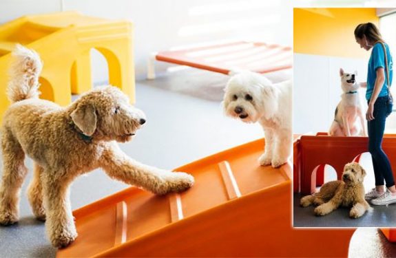 4 Things to Look for in a Dog Day Care Center