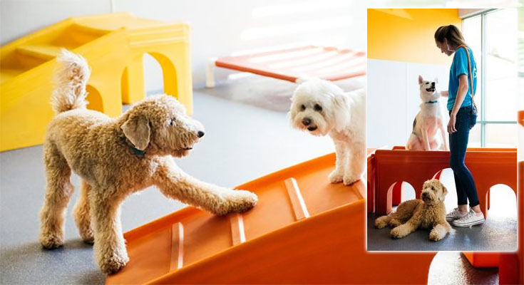 4 Things to Look for in a Dog Day Care Center