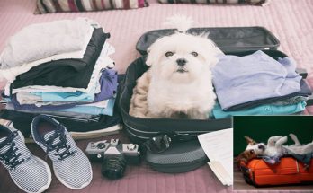 How To Prepare Your Dog For Boarding