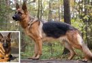 Top Reasons You'll Love Adopting a German Shepherd