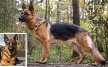 Top Reasons You'll Love Adopting a German Shepherd