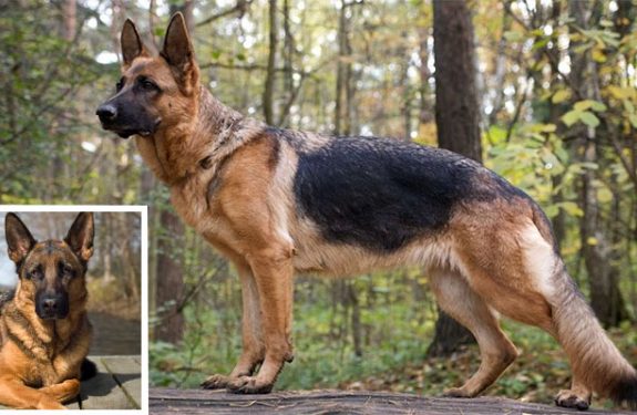 Top Reasons You'll Love Adopting a German Shepherd