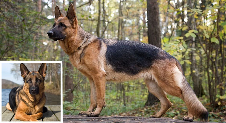 Top Reasons You'll Love Adopting a German Shepherd