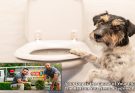 Your Dog is the Cause of Your Plumbing - The Reason You Need a Sydney Plumber