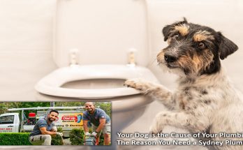 Your Dog is the Cause of Your Plumbing - The Reason You Need a Sydney Plumber