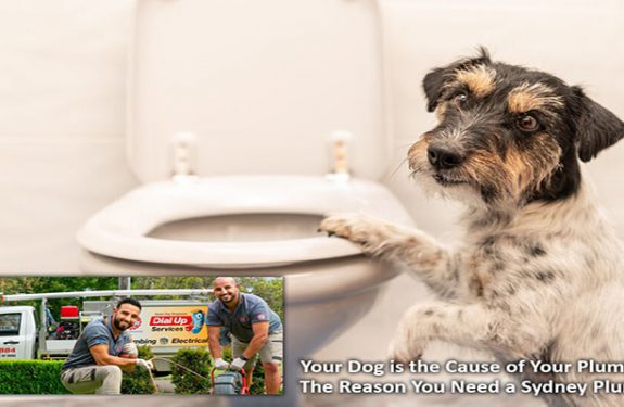 Your Dog is the Cause of Your Plumbing - The Reason You Need a Sydney Plumber