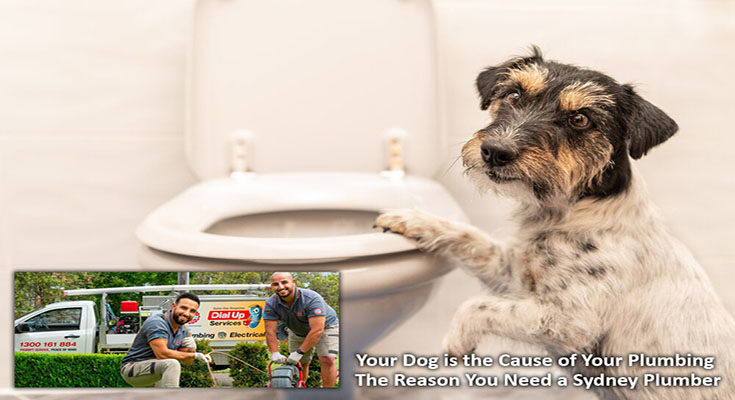 Your Dog is the Cause of Your Plumbing - The Reason You Need a Sydney Plumber