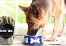 Top 5 Reasons Why Salmon Skin is Good for Dogs