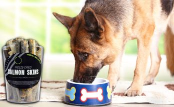 Top 5 Reasons Why Salmon Skin is Good for Dogs