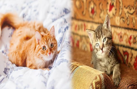A Day In The Life Of A Tabby Cat