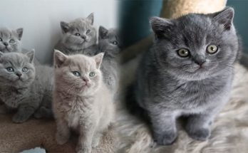 British Shorthair Cats for Sale