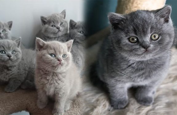 British Shorthair Cats for Sale