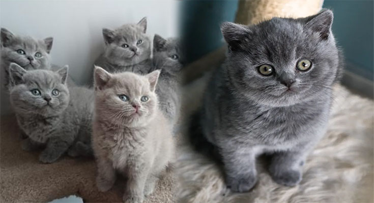 British Shorthair Cats for Sale