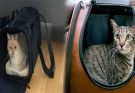 Cat Bag Carrier