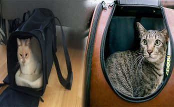 Cat Bag Carrier