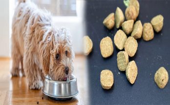 Chewy Dog Food Review