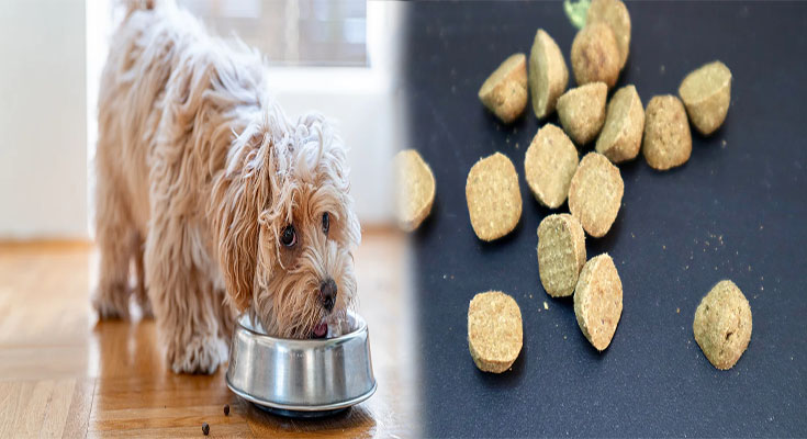 Chewy Dog Food Review