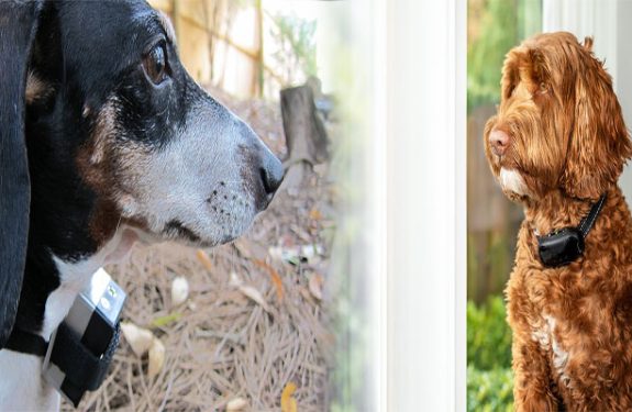 Dog Bark Collar Reviews