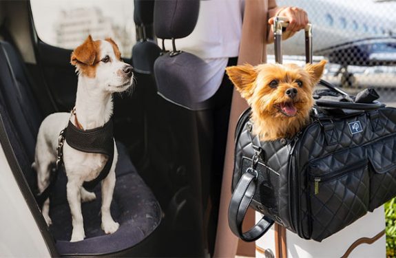 Dog Purse Is The Safest Way To Transport Your Dog