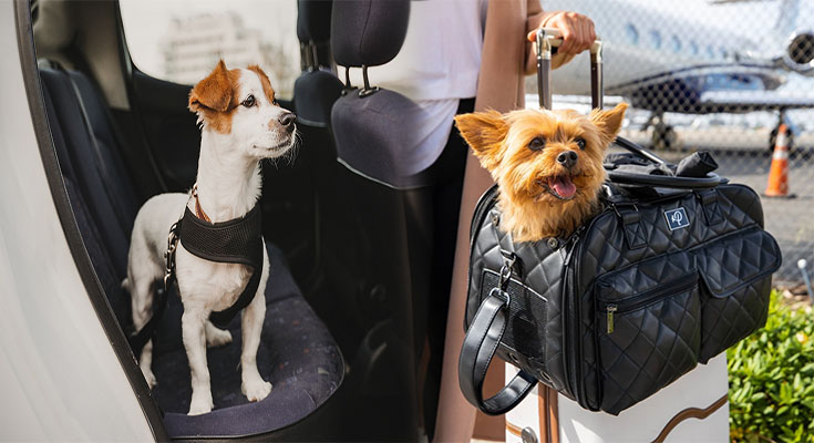 Dog Purse Is The Safest Way To Transport Your Dog