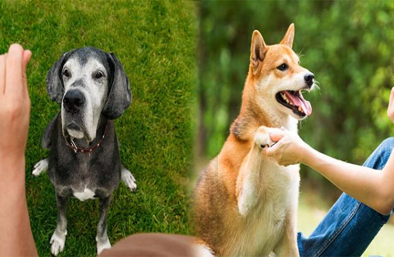 Dog Training For The New Owner