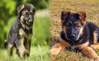 German Shepherd Puppies For Sale