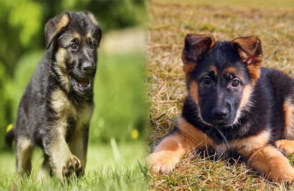 German Shepherd Puppies For Sale