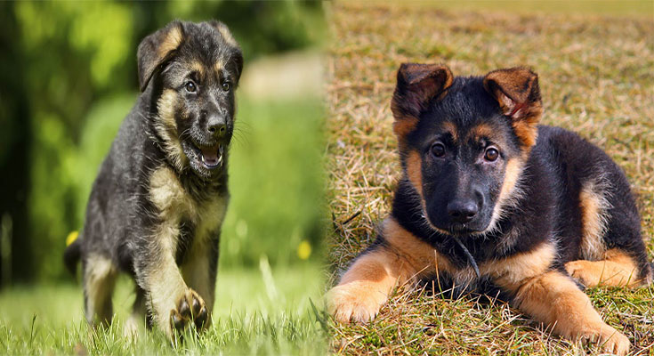 German Shepherd Puppies For Sale