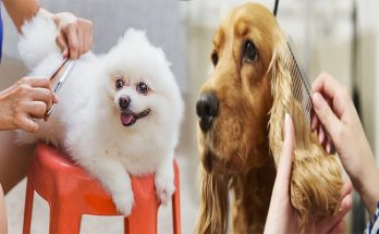 How To Groom And Trim Your Pet At Home