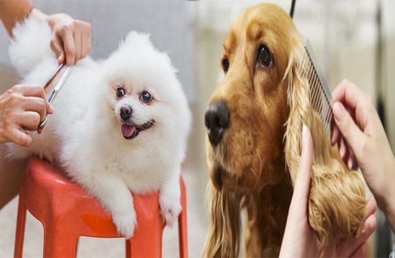 How To Groom And Trim Your Pet At Home