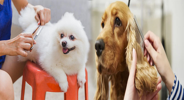 How To Groom And Trim Your Pet At Home