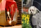 How to Choose a Quality Small Dog Carrier