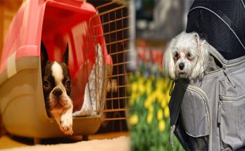 How to Choose a Quality Small Dog Carrier