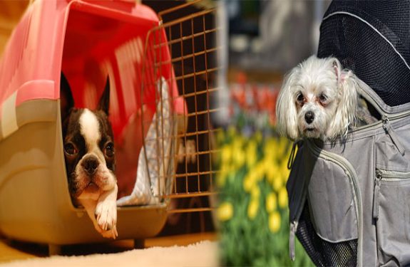 How to Choose a Quality Small Dog Carrier