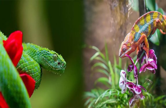 Jungle Reptiles