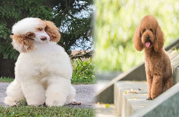 Poodle Dog Breed Information
