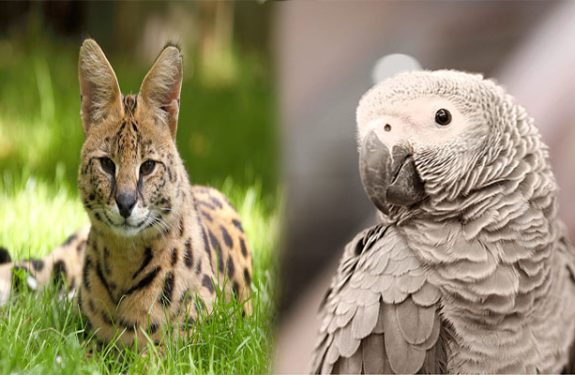 Taking Care Of Exotic Pets