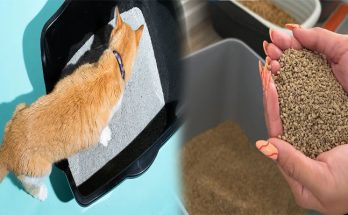 The Best Cat Litter Reviews