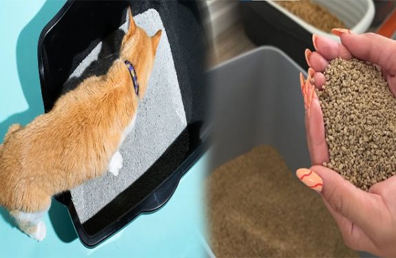 The Best Cat Litter Reviews