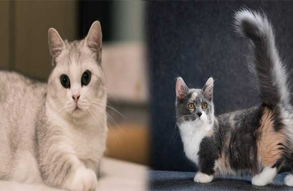 The Munchkin Cat