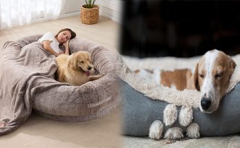 The World's Most Amazing Dog Beds