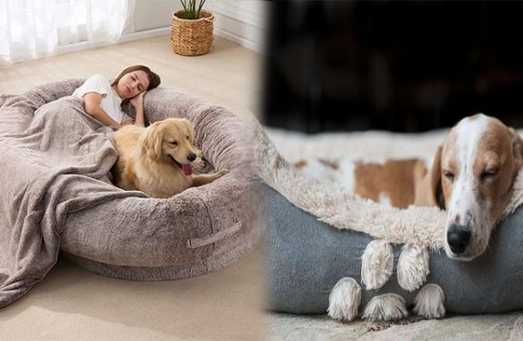 The World's Most Amazing Dog Beds