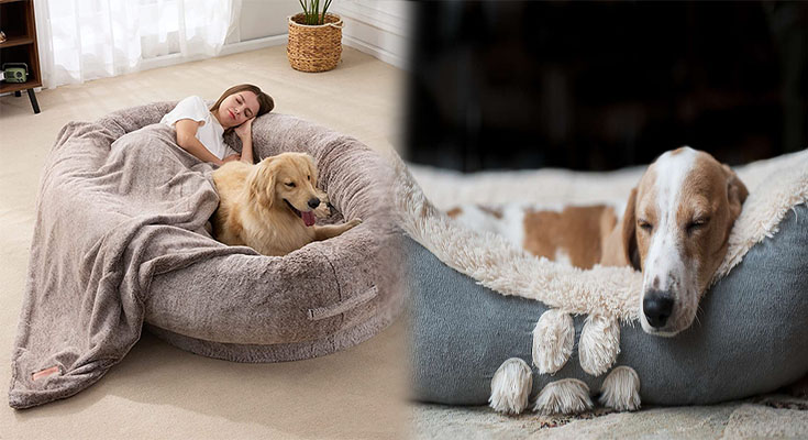 The World's Most Amazing Dog Beds